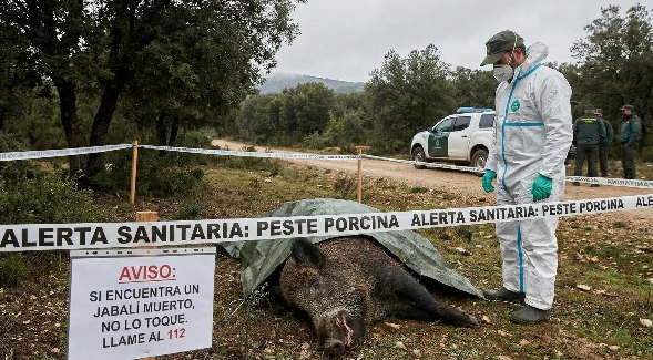 Cartel Peste Porcina